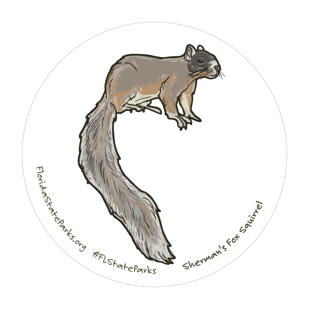 Sherman's Fox Squirrel 